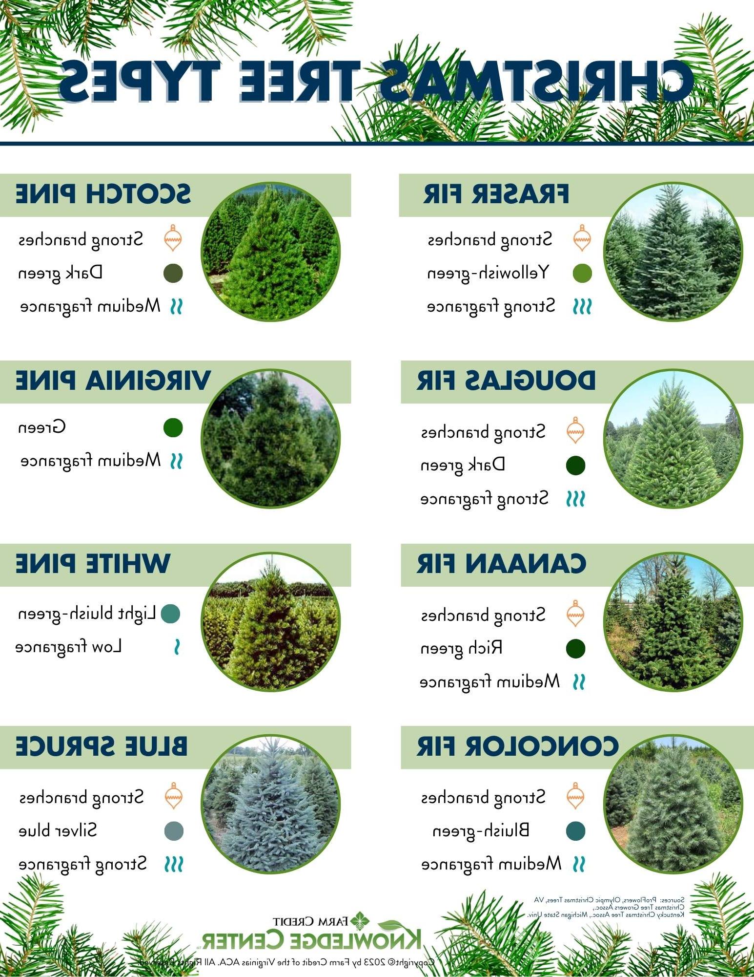 Christmas Tree Types Infographic